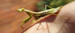 Stagmomantis tolteca