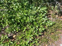 Salix arctica
