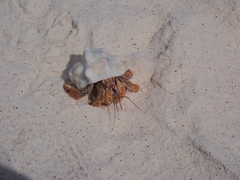 Coenobita compressus