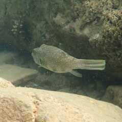 Arothron hispidus
