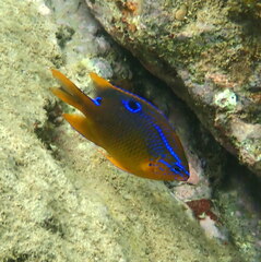 Neoglyphidodon polyacanthus