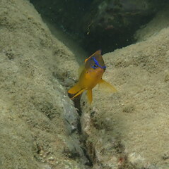 Neoglyphidodon polyacanthus