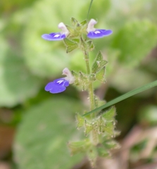 Salvia procurrens