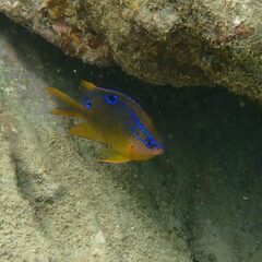 Neoglyphidodon polyacanthus