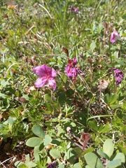 Rhododendron camtschaticum