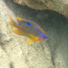 Neoglyphidodon polyacanthus