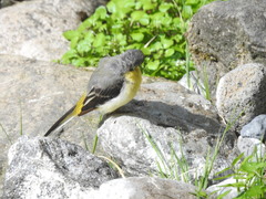 Motacilla cinerea patriciae