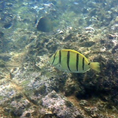 Acanthurus triostegus