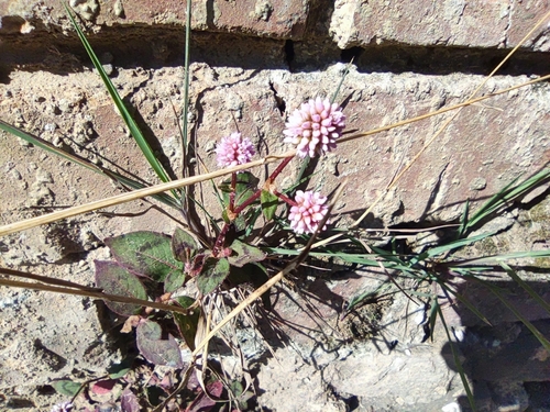 pink knotweed