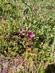 Rhododendron camtschaticum