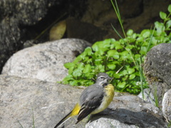 Motacilla cinerea patriciae