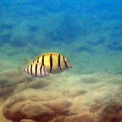 Acanthurus triostegus