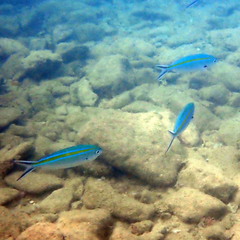 Caesio caerulaurea