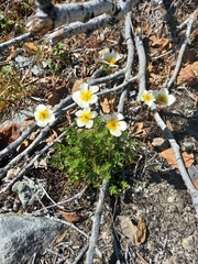 Sieversia pusilla