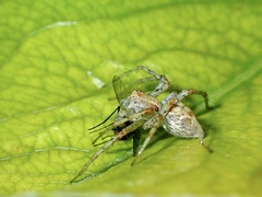 Oxyopes punctatus