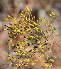 Gutierreziinae