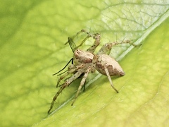 Oxyopes punctatus