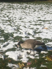 Branta canadensis