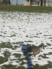 Branta canadensis