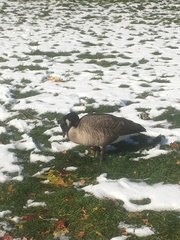 Branta canadensis