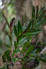 Epidendrum galeottianum