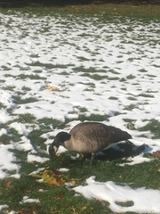Branta canadensis