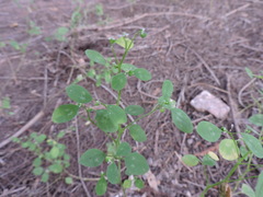 Euphorbia graminea