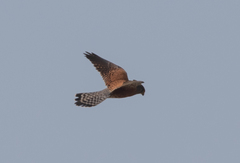 Falco newtoni
