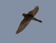 Falco newtoni