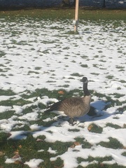 Branta canadensis