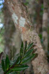 Epidendrum galeottianum