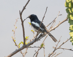 Copsychus albospecularis