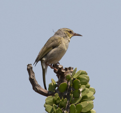 Neomixis striatigula