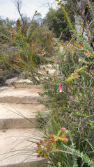 Epacris longiflora
