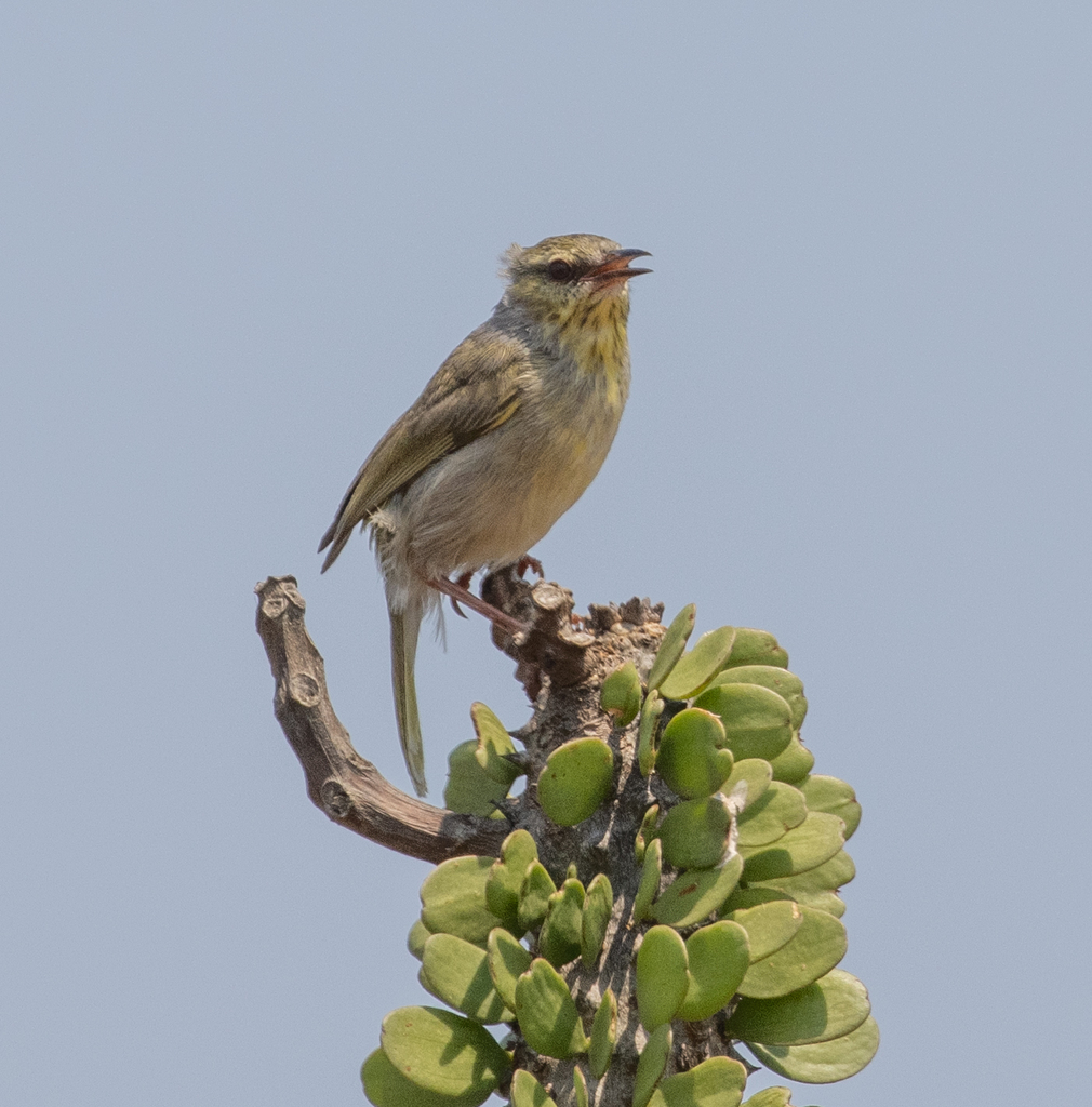 Stripe-Throated Jery