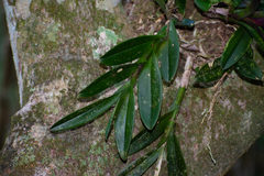 Epidendrum galeottianum