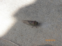 Megatibicen pronotalis