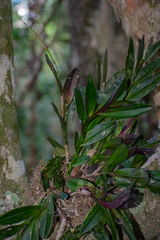 Epidendrum galeottianum