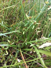 Sparganium glomeratum