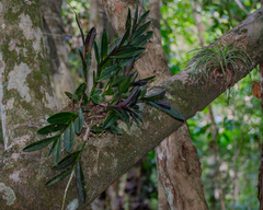 Epidendrum galeottianum