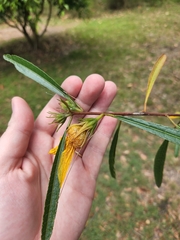Hibiscus heterophyllus