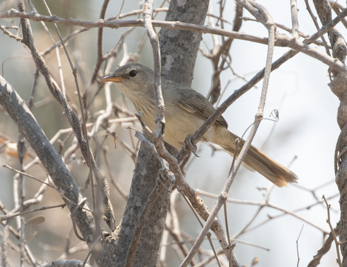 Subdesert Brush Warbler (Nesillas lantzii), photo 6