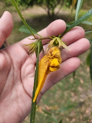 Hibiscus heterophyllus