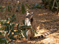 Lemur catta
