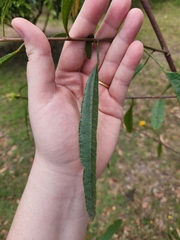 Hibiscus heterophyllus