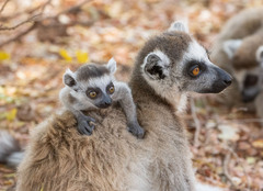 Lemur catta
