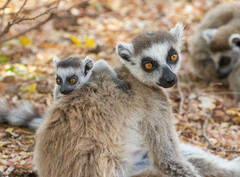 Lemur catta
