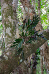 Epidendrum galeottianum