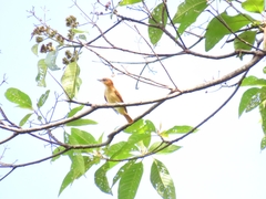 Pachyramphus cinnamomeus