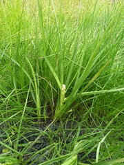 Sparganium glomeratum